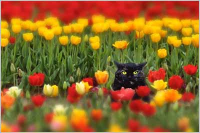 Cat In Tulips-Blur-A4