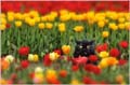Cat_In_Tulips-Blur-A4