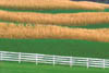 Corn field, VA