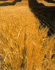 Wheat field, CO